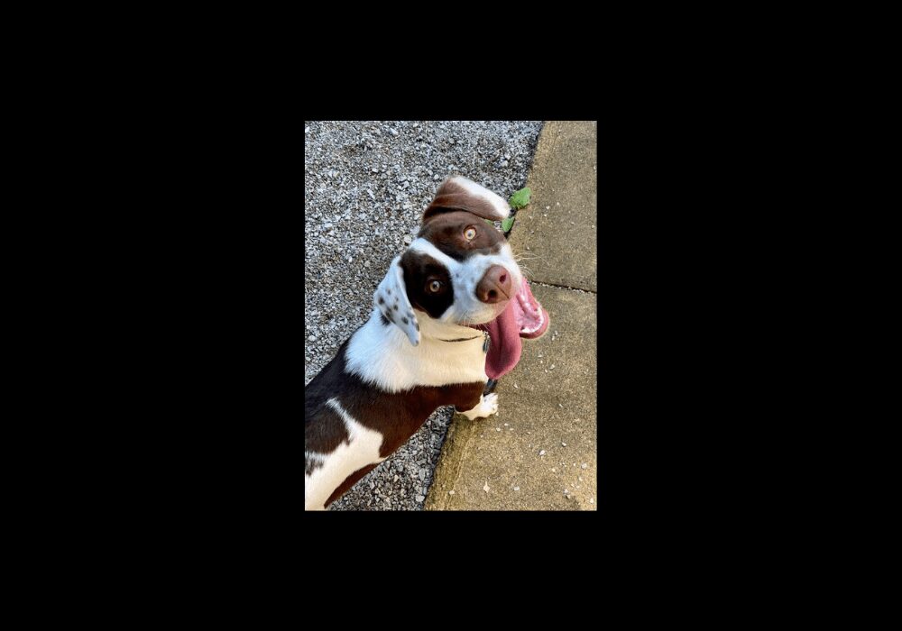 Molly-the-Marshfield-pup