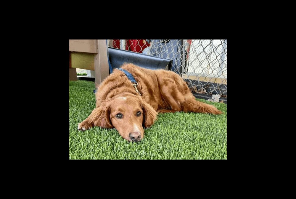 Remy the pup needs our help!