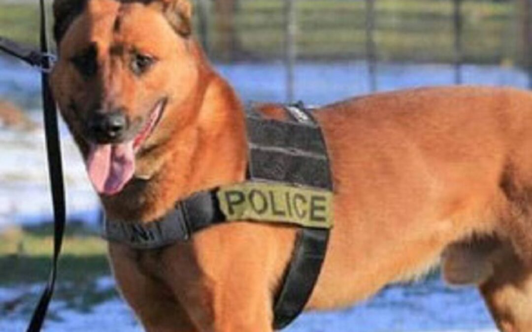 DA Rules Braintree Officers Justified In K-9 Kitt Shooting
