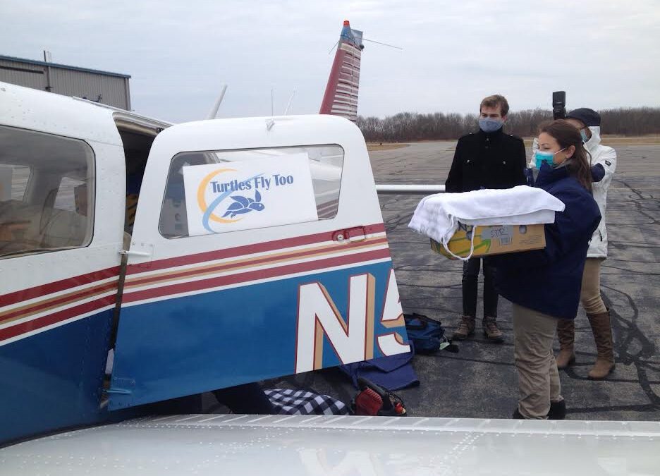 Rescued Turtles Fly Out of Marshfield Airport Headed for Rehabilitation