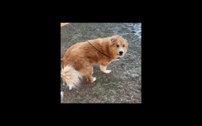 Godfrey needs a good home