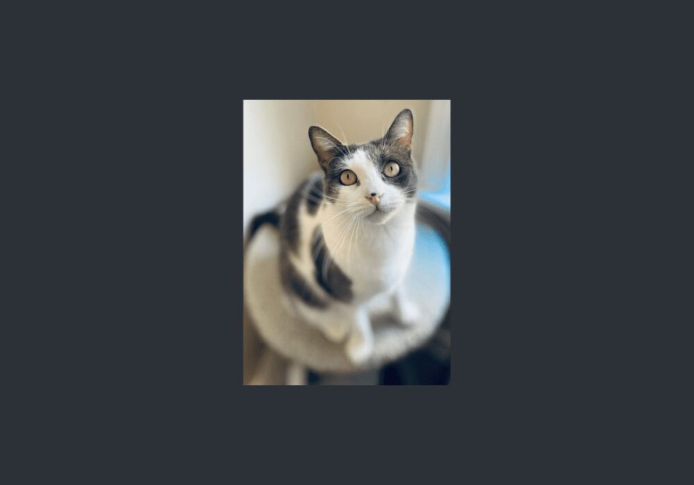 Jeline-the-cat