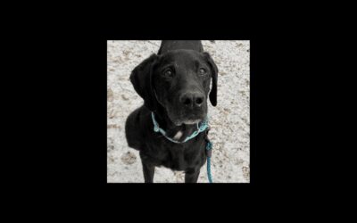 Sidney the Senior Dane Needs a New Couch