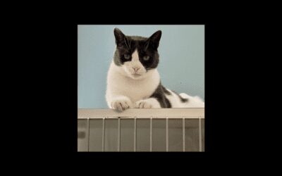 Abby the sweet and spicy cat is searching for a new home