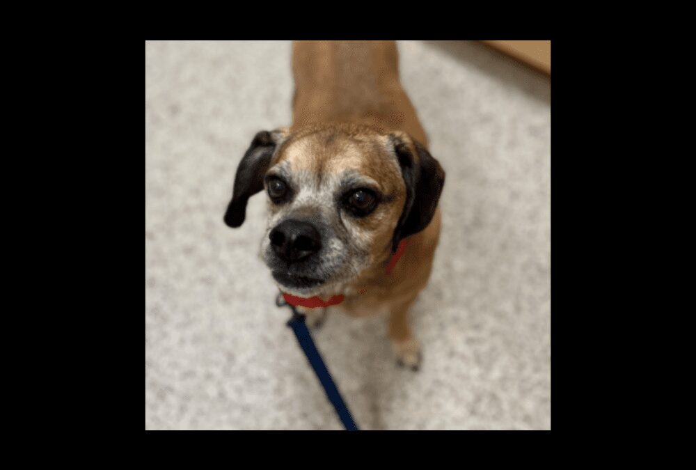 Meet Milo the senior puggle