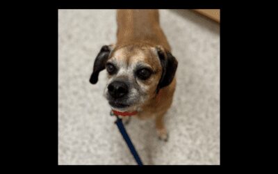 Meet Milo the senior puggle