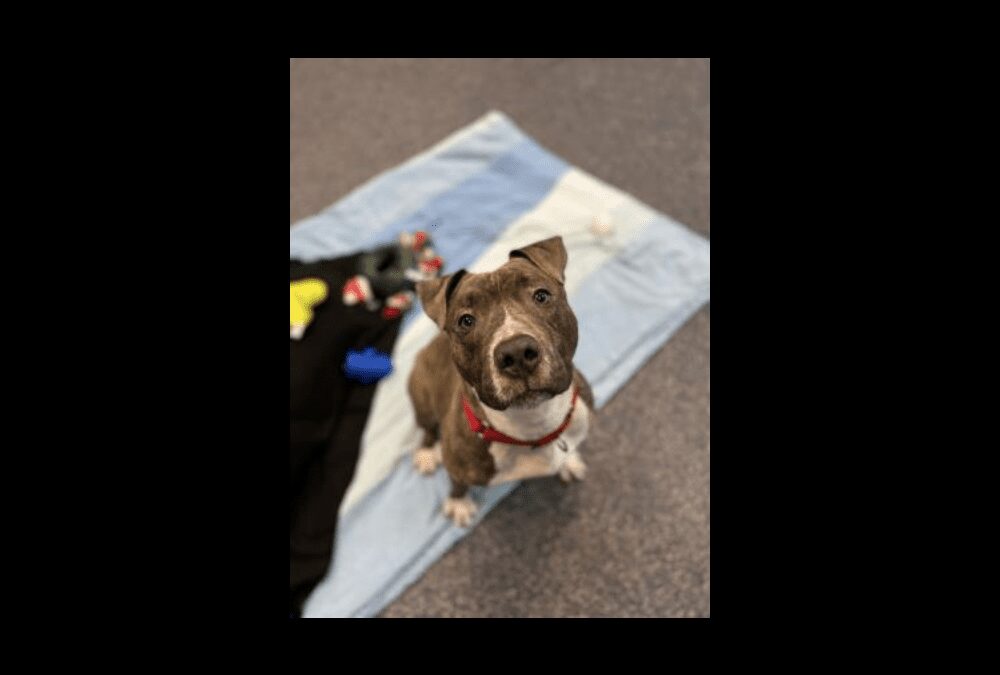 Meet our pet of the week, Raider!