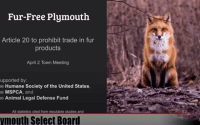 Plymouth Honor Student Calls for Halting Sale of Cruel Fur Products