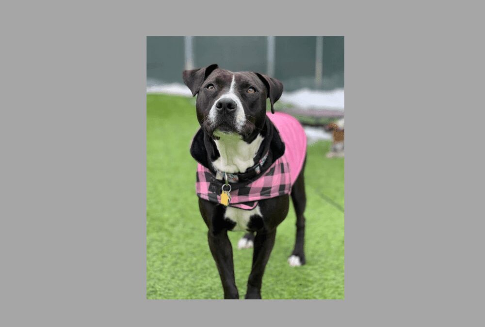 Could Lulu be the pet for you?