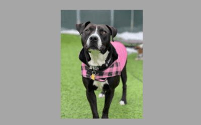 Could Lulu be the pet for you?