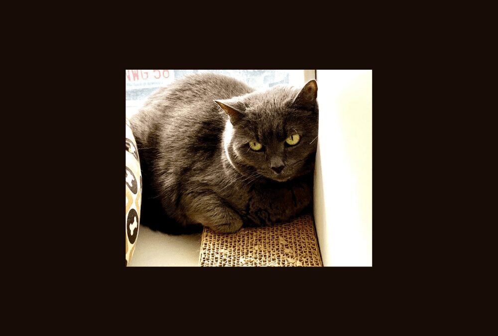 Let’s Find a Home for Priscilla