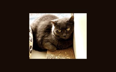 Let’s Find a Home for Priscilla