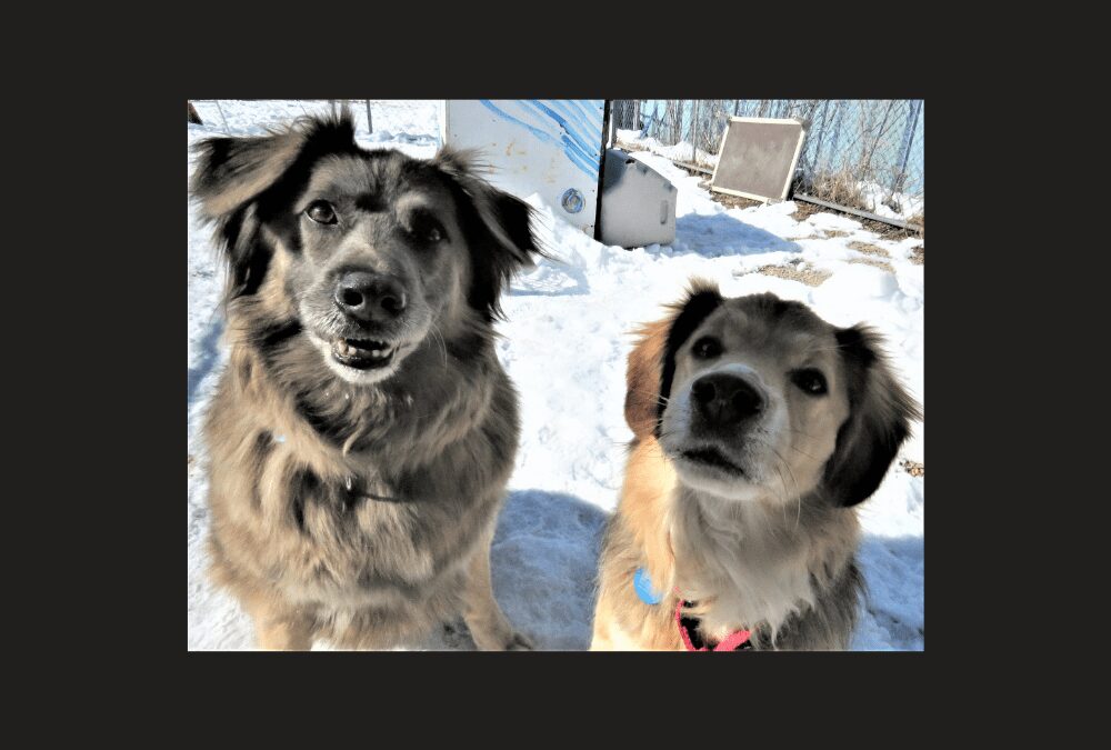 Two Pups, Twice the Love