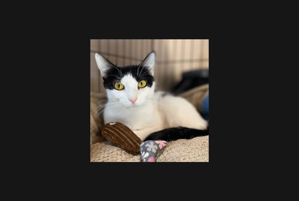 Gremlin needs a home!