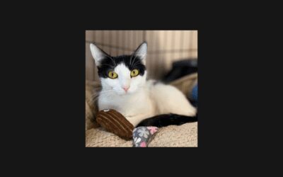 Gremlin needs a home!