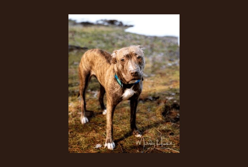 Say hello to your new best friend: Sage!