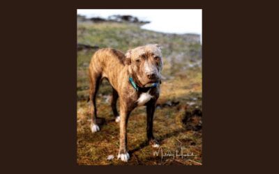 Say hello to your new best friend: Sage!