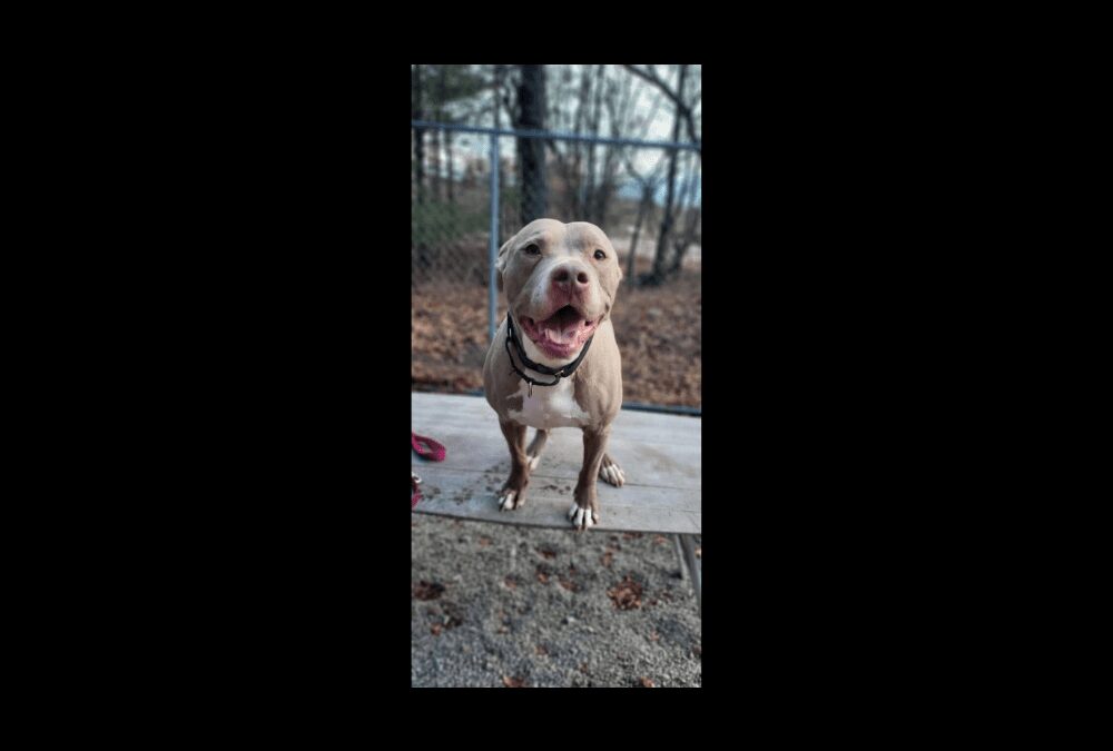 Meet Chico, our Pet of the Week!