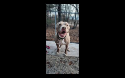 Meet Chico, our Pet of the Week!