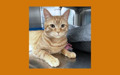 Peanut wants to be the king in your castle!