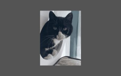 Say hello to Phoebe the cat!