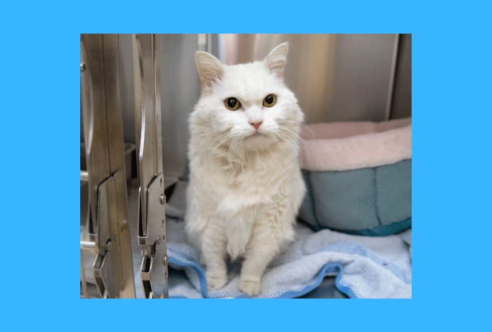 Snap Dragon the Cat Needs a Hospice Home