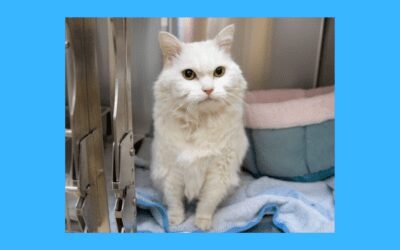 Snap Dragon the Cat Needs a Hospice Home