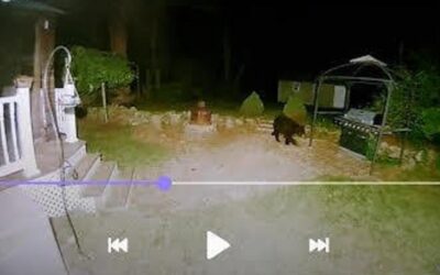 Bear Sighting In Brockton