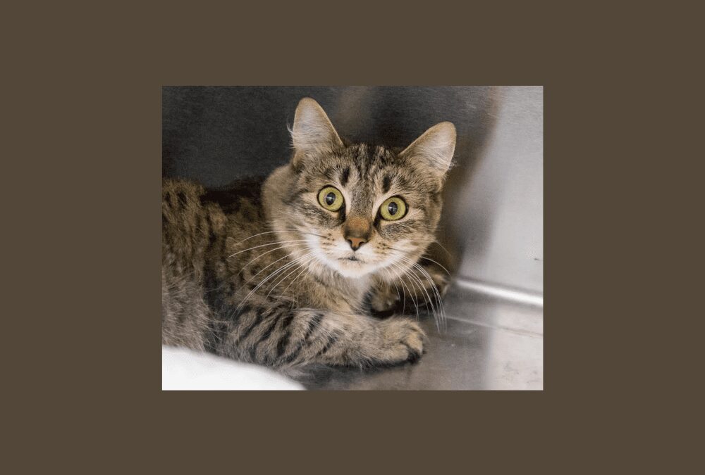 Meet Gracie – Hospice Home Needed