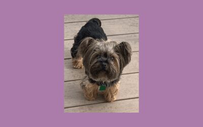 Say hello to Sophie the Yorkie!