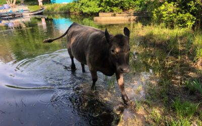 Rosie the Cow Ventures towards Plymouth, Safely Corralled in Wareham