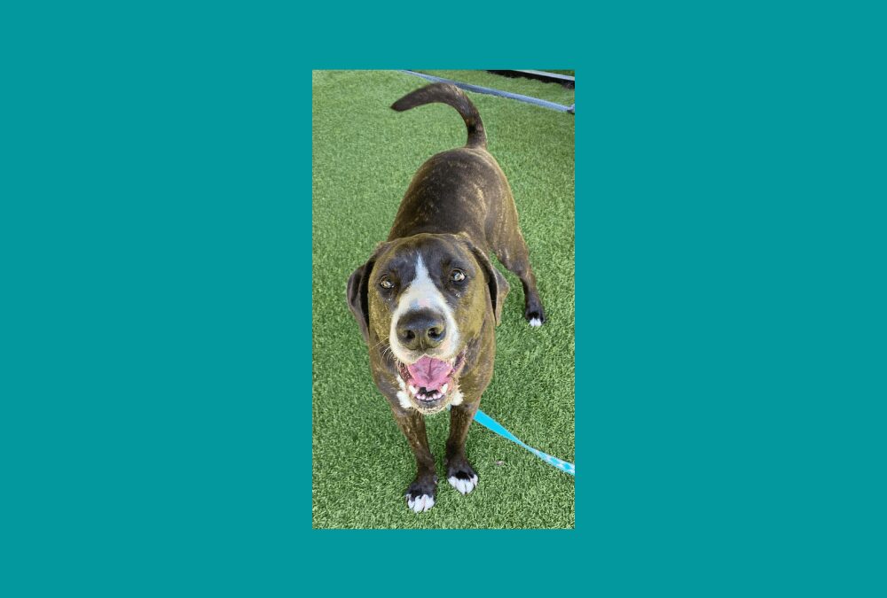 Meet Ben, a handsome pup searching for his furever home!