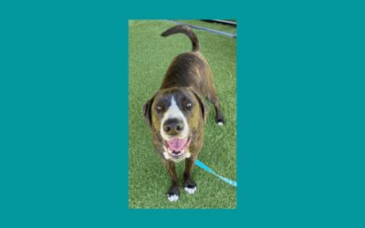 Meet Ben, a handsome pup searching for his furever home!