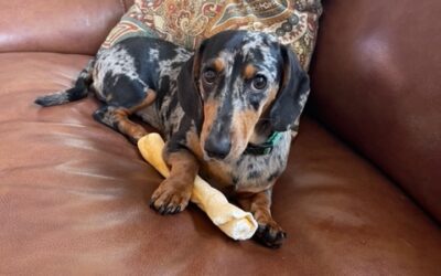 Progress In Plymouth on Establishing Dog Park