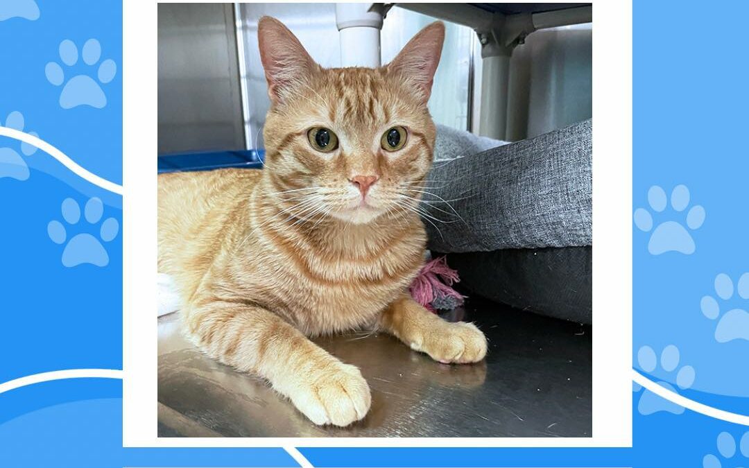 Peanut the cat wants to be your new roommate!