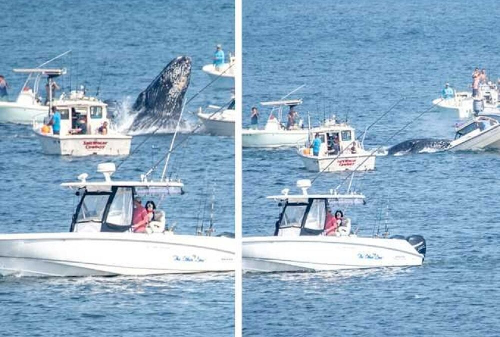 Whale Collides With Boat In Plymouth