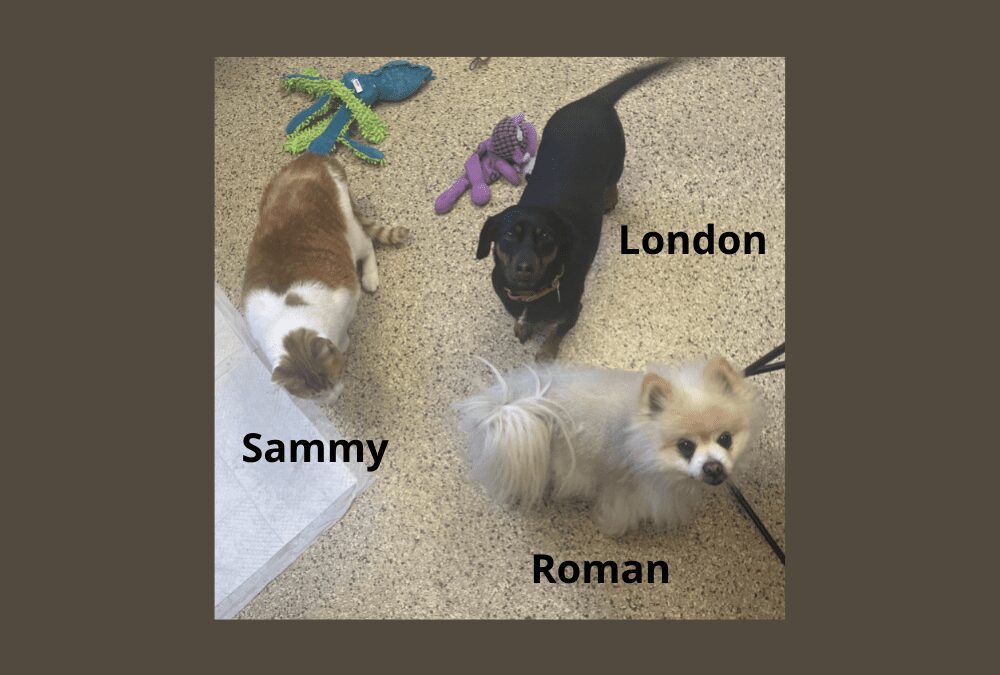 Our Pets of the Week Create an Instant Family!