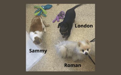 Our Pets of the Week Create an Instant Family!