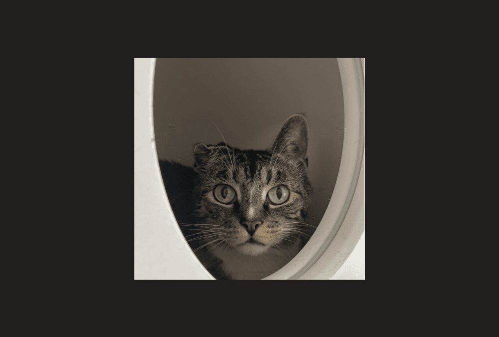 Say hello to Tigger! Tigger is searching for a forever home – can you help?