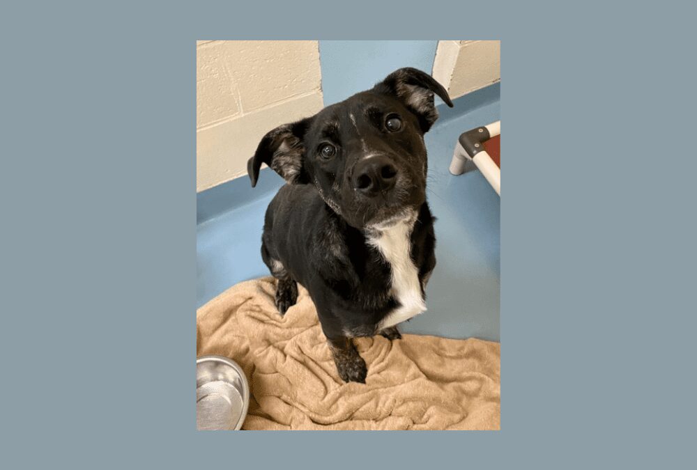 Adonis the puppy needs a forever home