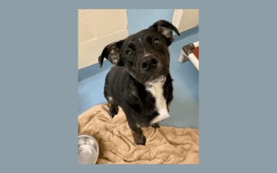 Adonis the puppy needs a forever home