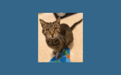 Charlee the cat needs a quiet place to call home