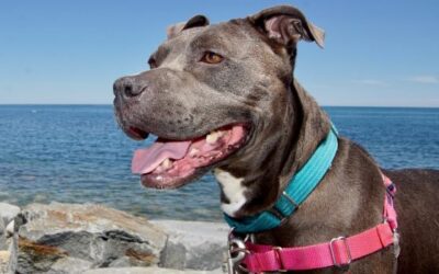 Calling all Pittie lovers: Marge needs a home