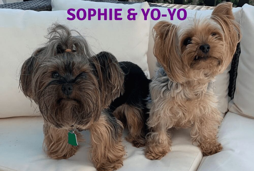 This dynamic duo needs a home together