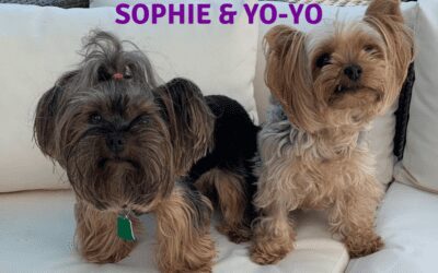 This dynamic duo needs a home together