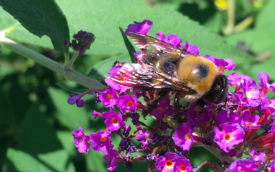 Walk of the Week: July 21, 2022