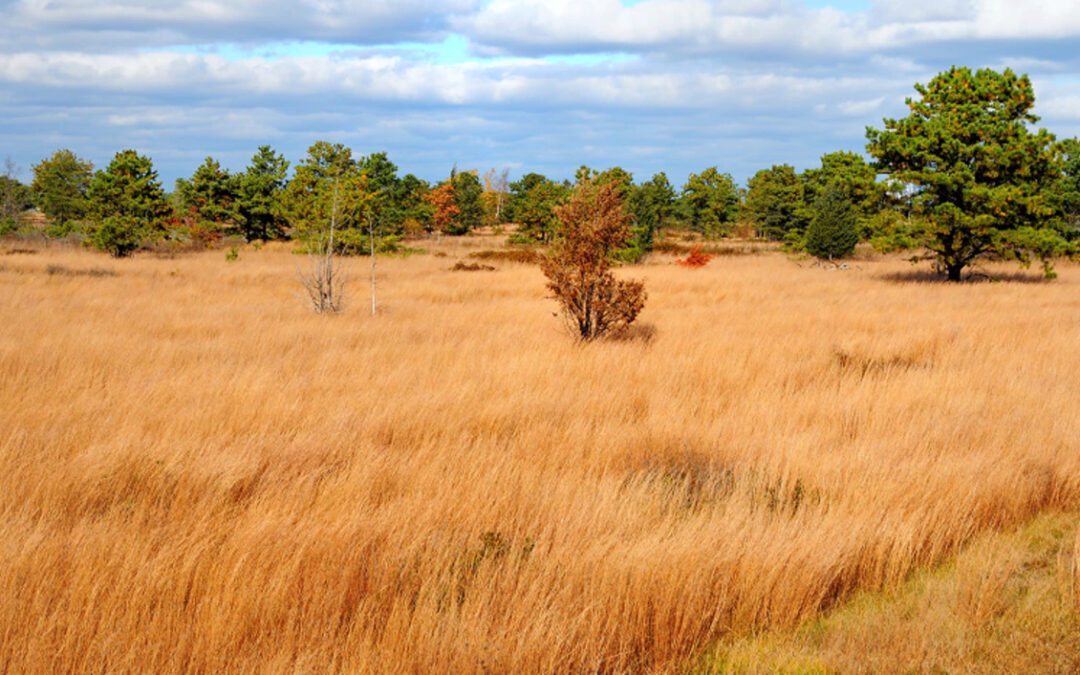 Walk of the Week: July 14, 2022