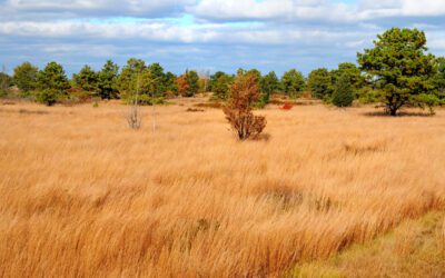 Walk of the Week: July 14, 2022