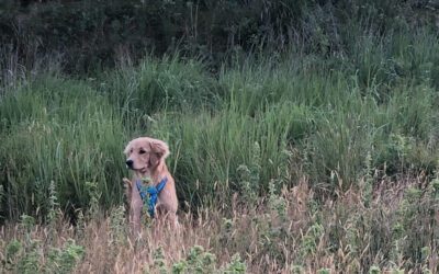 Walk of the Week: July 28, 2022