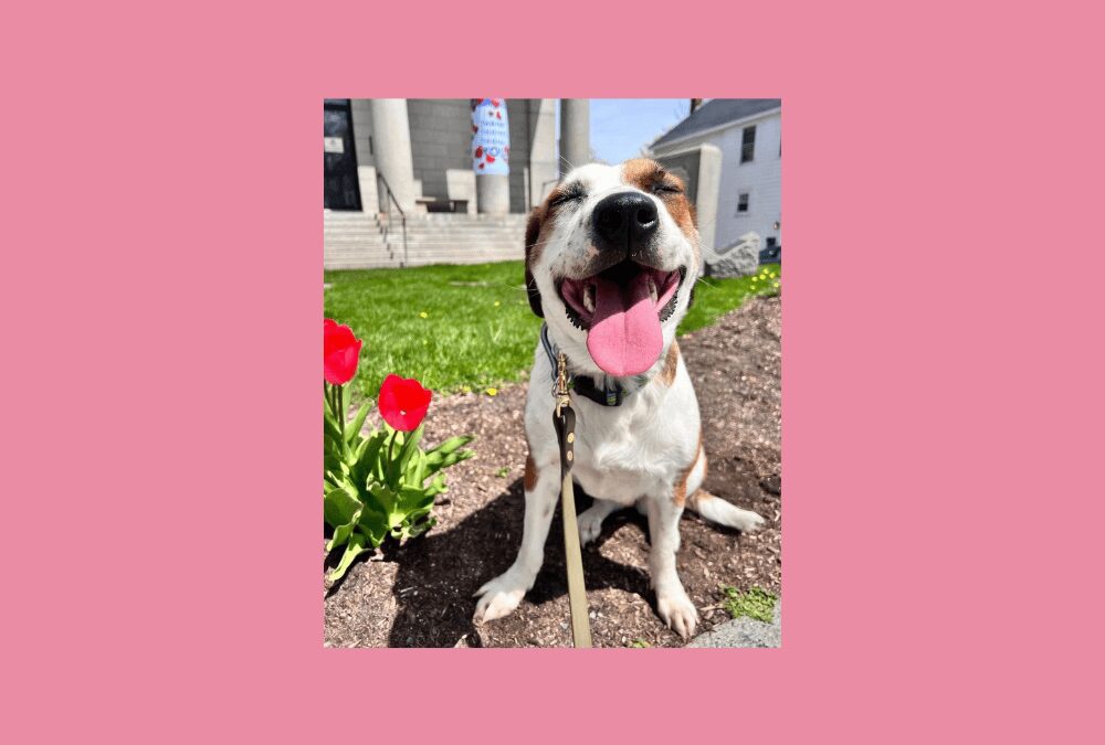 Found on the streets of Plymouth, Miss Charlotte is looking for a new home!